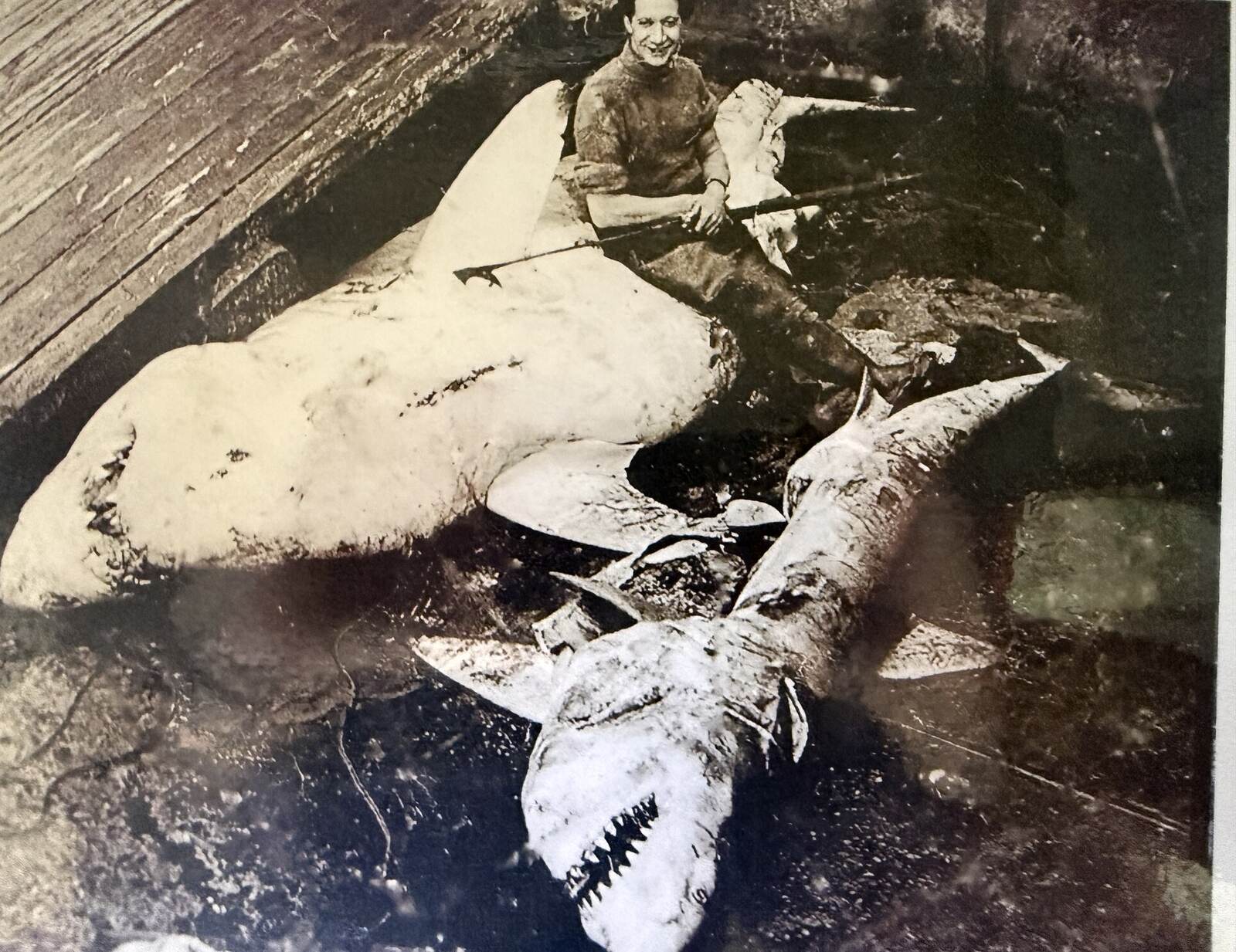 Two white pointer sharks landed, with the man who took them standing behind