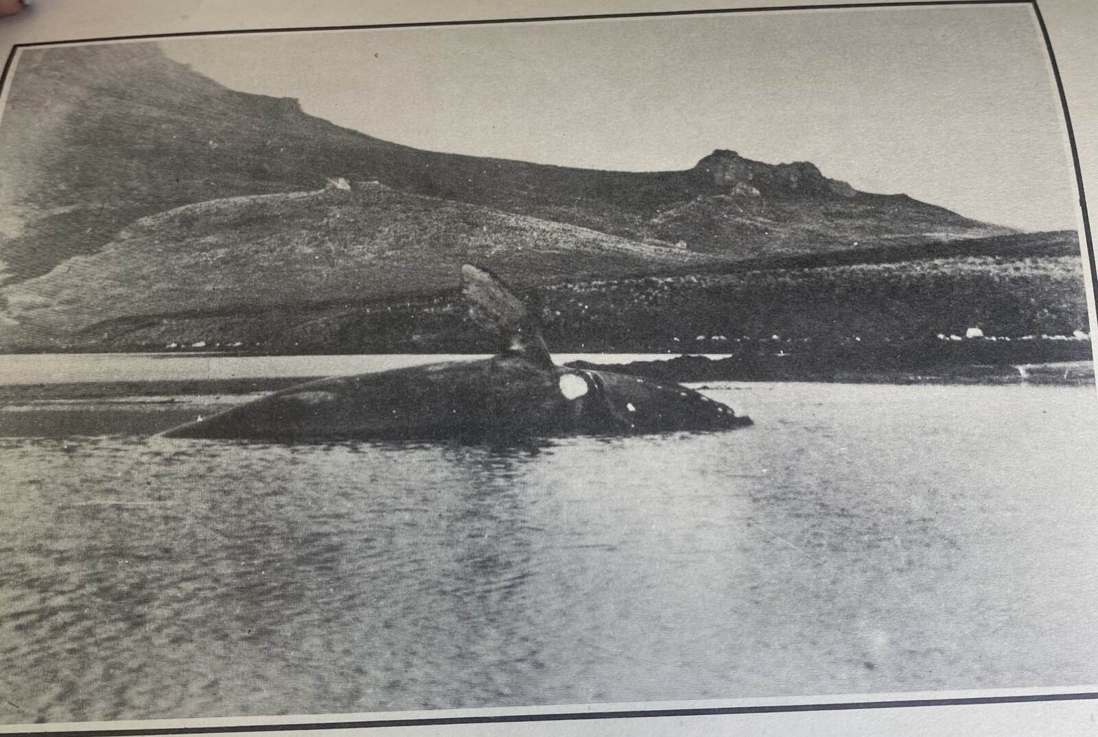 The last whale taken in Perseverance Harbour, 1916